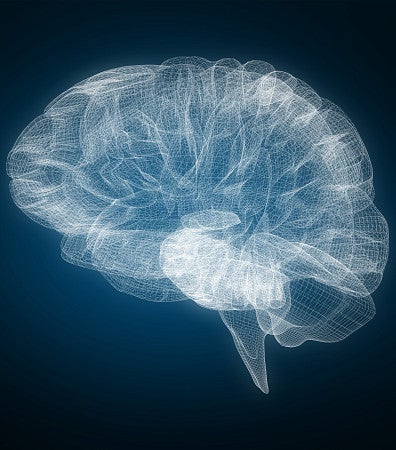 Brain