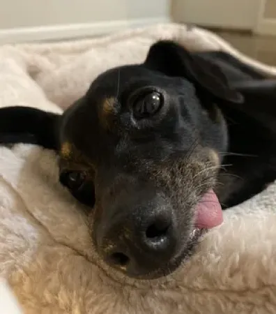 dog with its tongue out