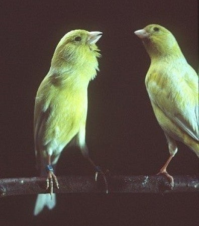 Canary looking in the mirror