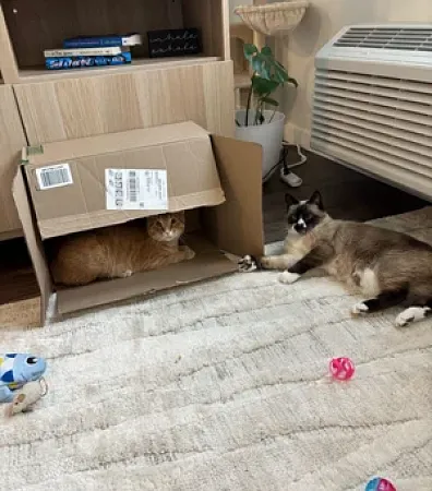 two cats sitting together