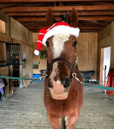 Horse wearing a hat
