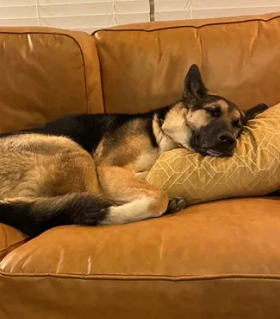 German shepard dog sleeping on a couch