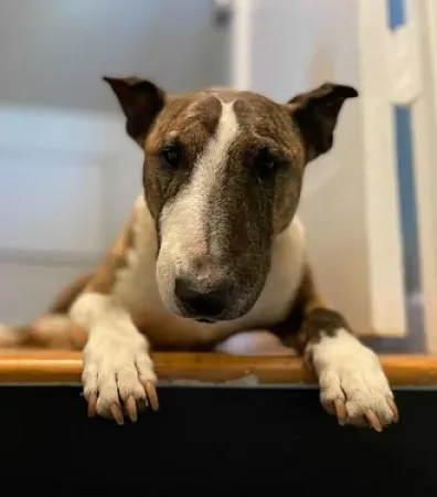 Loki Dog