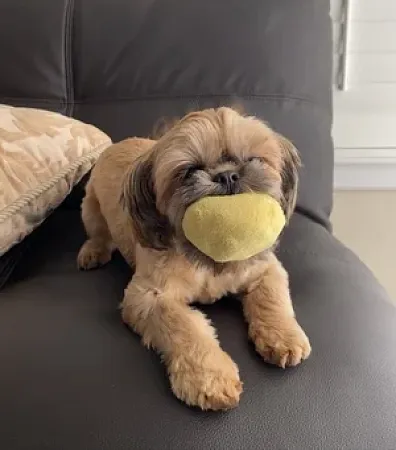 dog holding a ball