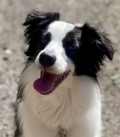 black and white dog