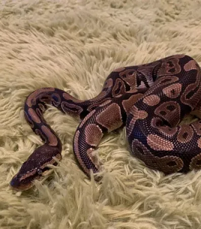 a snake on a rug