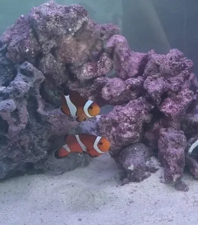 two clown fish in a tanke