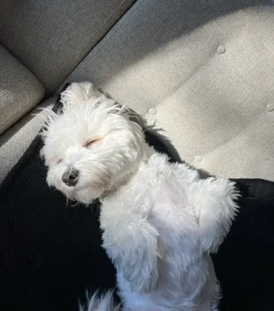 dog sleeping on the couch