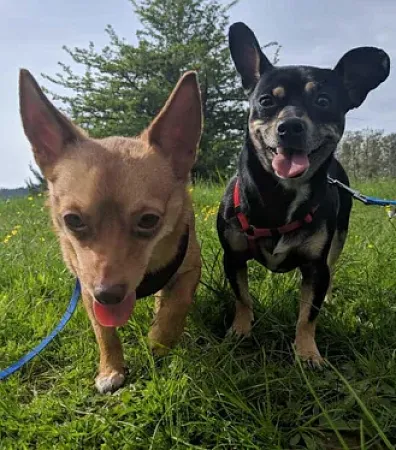 two dogs