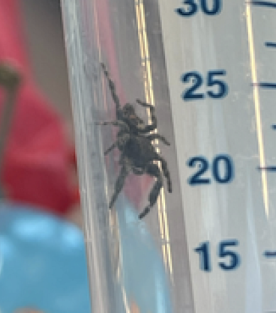 a spider in a test tube