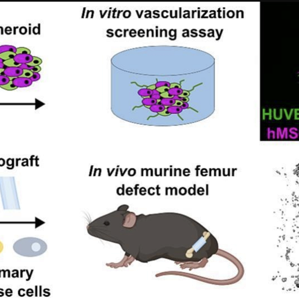 Leveraging the predictive power of a 3D in vitro vascularization screening assay for hydrogel-based tissue-engineered periosteum allograft healing
