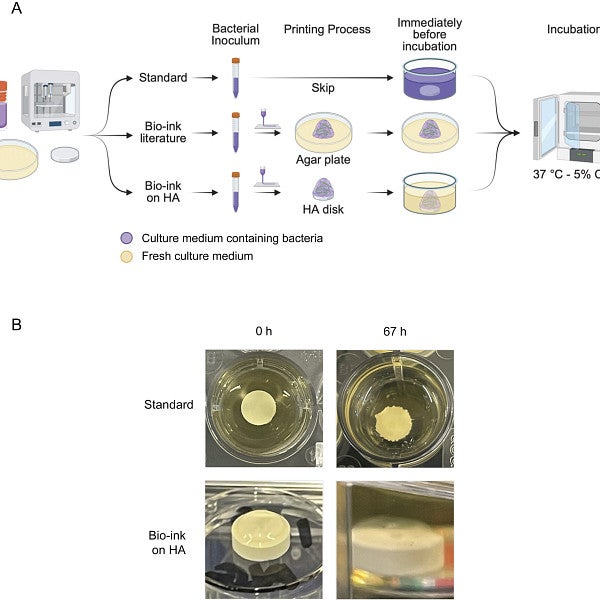 graphical abstract for biofilms paper from the benoit lab. 