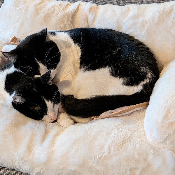 Two black and white cats sleeping