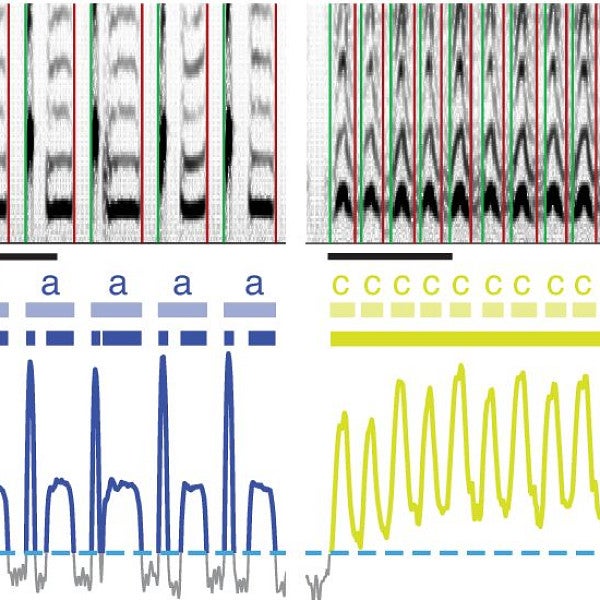 Traces of canary song from the Gardner lab