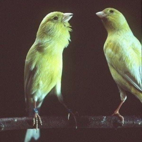 Canary looking in the mirror