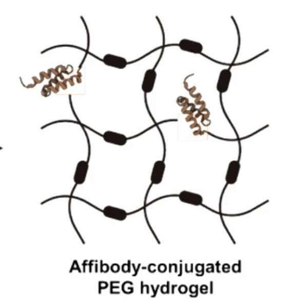 Recombinant and Synthetic Affibodies Function Comparably for Modulating Protein Release