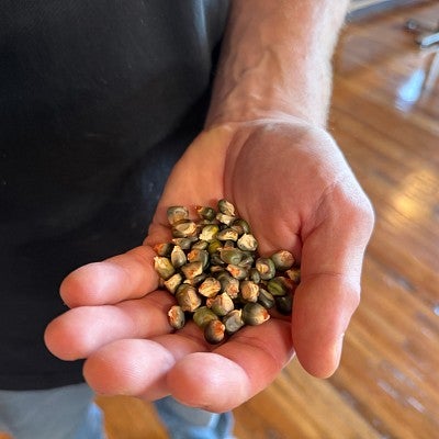A person holds dried corn in their left hand