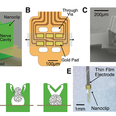 Nerve Interfaces from the Gardner Lab